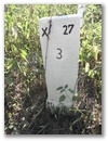 Nebenstein X27 3